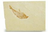 Fossil Fish (Diplomystus) - Wyoming #355651-1